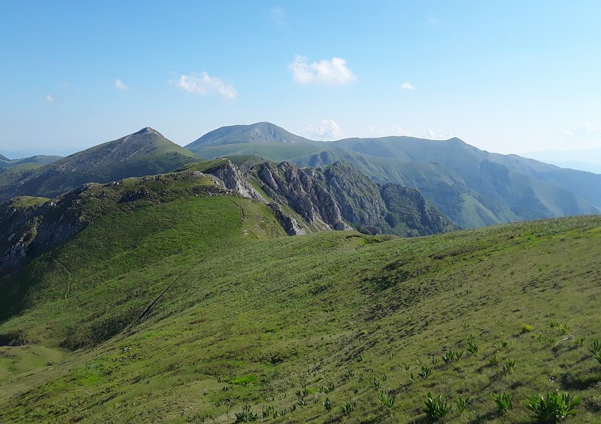 er Terminillo: la Nigritella widderi e altre orchidee sulla montagna di Roma.